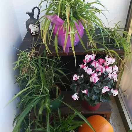 La Terrazza 아파트 *